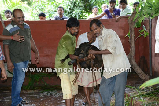 Cattle trafficking  in mangalore 3